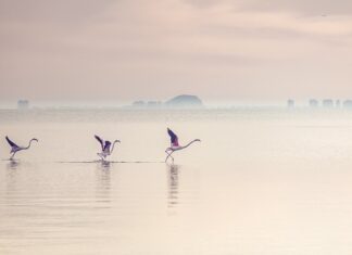 Po co flamingi stoją na jednej nodze?